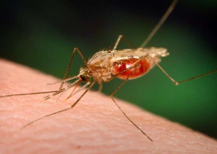 86 children Under 5 Years Contracted Malaria Within 90 days