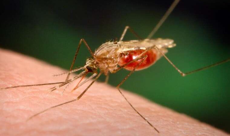 86 children Under 5 Years Contracted Malaria Within 90 days