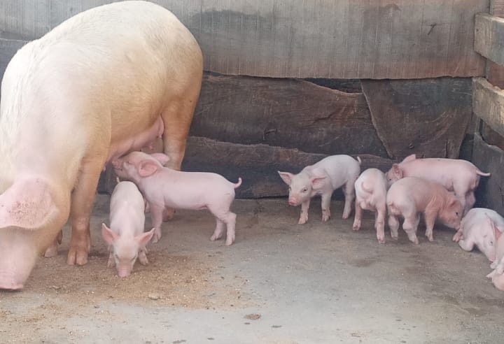 Government Deliberately Collapsing Our Business; Ejisu Pig Farmers Cry Out