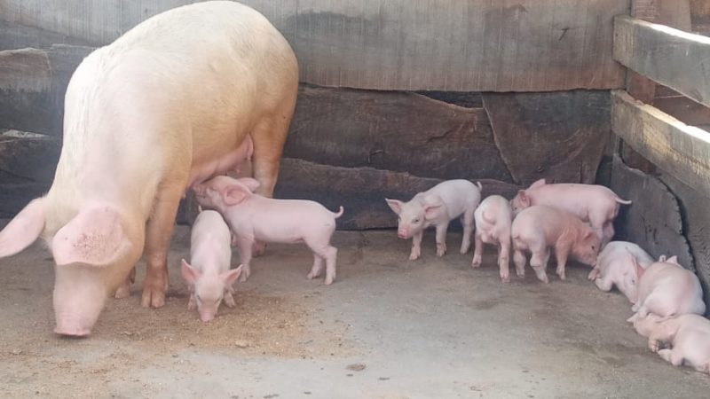 Government Deliberately Collapsing Our Business; Ejisu Pig Farmers Cry Out